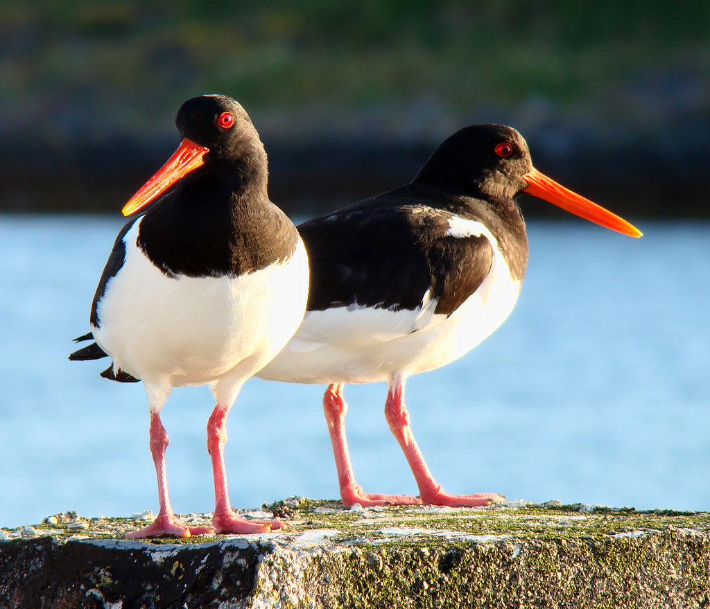 1024px-Haematopus_ostralegus_Norway